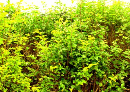 Ligustro verde